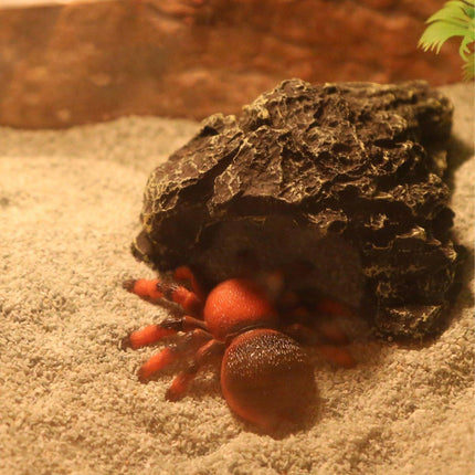 Pet Sand for Tortoises Snakes Lizards Spiders Multi-colour Reptile Habitat Decor