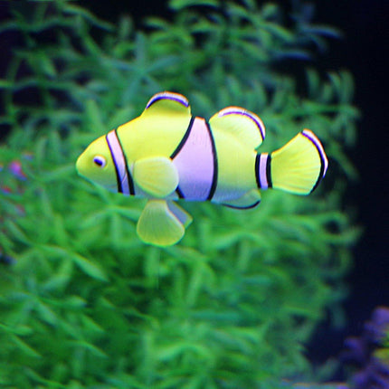 2PCS Artificial Betta Fish Aquarium Decorations Silicone Floating Moving Fish