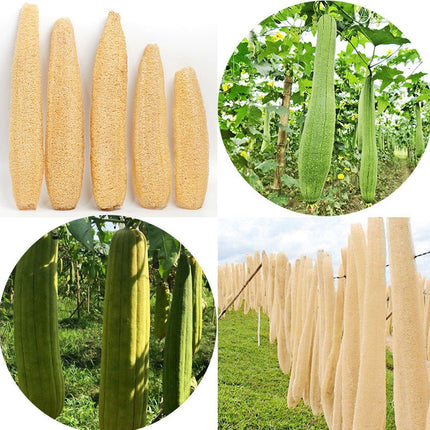 5Pcs Natural Loofah Luffa Loofa Exfoliating Shower Sponge Body Bath Scrubbers - Aimall