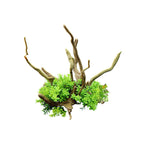 CM2502-Green