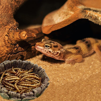 Reptile Drinking Basin Resin Turtle Snake Lizard Feeding Dish Bowl Water Feeder