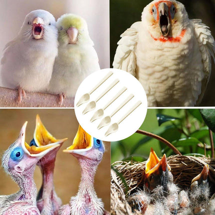 5pcs Parakeet Feeding Spoons Baby Bird Milk Powder Hand-Raised Feeding Tool