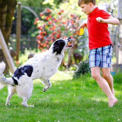 Dog Chew Ball Toy Elastic Teething Ball with Sound Interactive Puppy Play