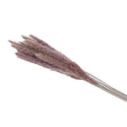 Natural Colour(A 15PCS)