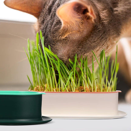 Catnip Hydroponic Box with Cat Snacks Growing Kit for Cats Fresh Catnip Bowl