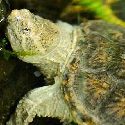 Water Stabiliser for Turtles Reptile Tank Water Conditioner for Healthy Habitat