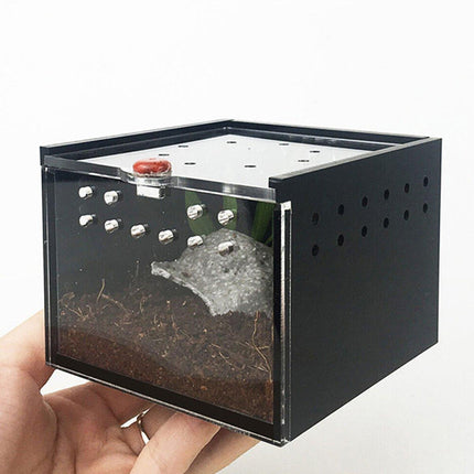  Lizard Reptile Breeding Box
