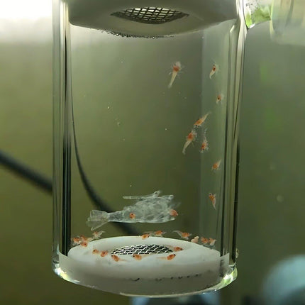 Pneumatic Crystal Shrimp Incubator CO2 Aquatic Plant Aquarium Equipment for Fish