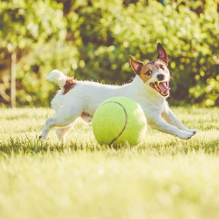 Inflatable Tennis Ball Pet Toy for Dogs Training Interactive Play Fetch Fun