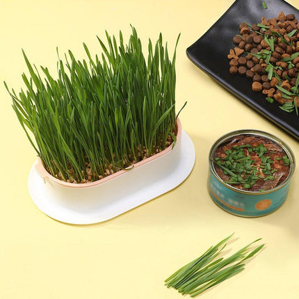 Catnip Hydroponic Box with Cat Snacks Growing Kit for Cats Fresh Catnip Bowl