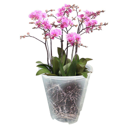 10xClear Plastic Orchid Pots with Holes for Phalaenopsis Root Aeration