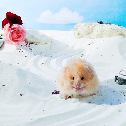 Hamster Bath Sand Set Low Dust Urine Sand Deodorizing Toilet Golden Bear Product