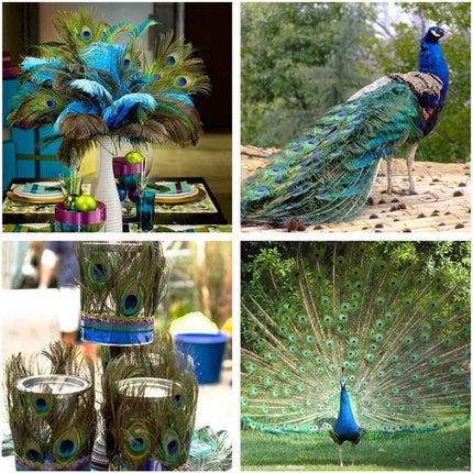 5-10PCS Natural Peacock Tail Eyes Feathers 75-80cm 26-30cm DIY Craft Vase Decor - Aimall