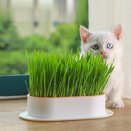 Catnip Hydroponic Box with Cat Snacks Growing Kit for Cats Fresh Catnip Bowl