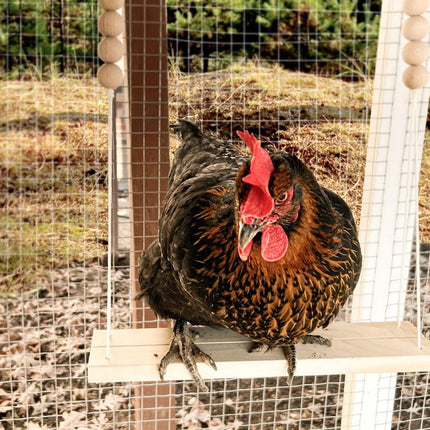 Chicken Hen Rooster Pet Swing Hanging Suspension Bridge Poultry Coop Toy Fun
