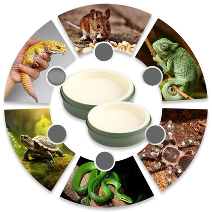 Leaf Shape Reptile Feeding Dish - Natural Food and Water Bowl