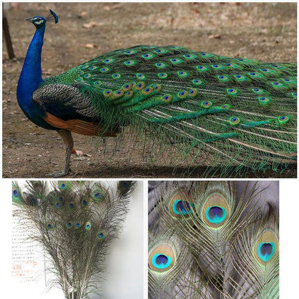 5-10PCS Natural Peacock Tail Eyes Feathers 75-80cm 26-30cm DIY Craft Vase Decor - Aimall