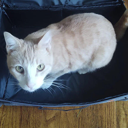 Portable Collapsible Travel Litter Box with Lid Foldable Fabric Litter Pan Bag