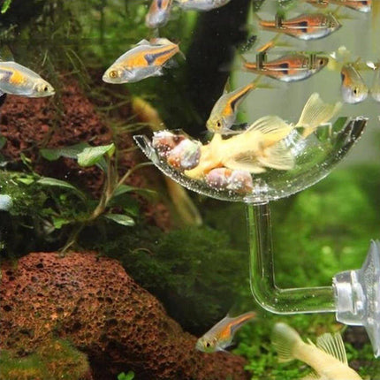 Aquarium Fish Tank Shrimp Food Feeder Clear Glass Feeding Dish Tank Accessory - Aimall