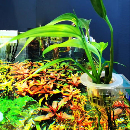 Adjustable Wall Mounted Aquatic Plant Cup for Emersed Plants Water Grass Holder