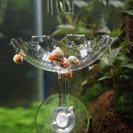 Aquarium Fish Tank Shrimp Food Feeder Clear Glass Feeding Dish Tank Accessory - Aimall