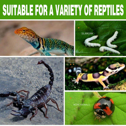  Lizard Reptile Breeding Box