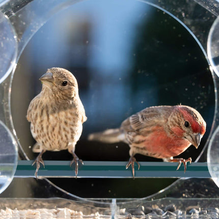 Large Window Bird Feeder Strong Suction Cups Superior Design Lifetime Guarantee - Aimall
