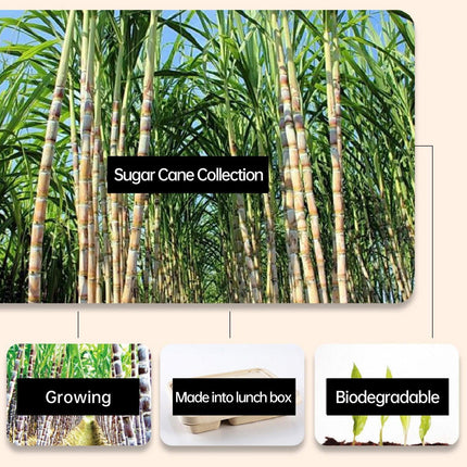 25/50pcs Biodegradable Lunch Box Microwaveable Tray with Compartment Paper Lid