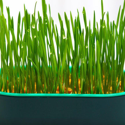 Catnip Hydroponic Box with Cat Snacks Growing Kit for Cats Fresh Catnip Bowl