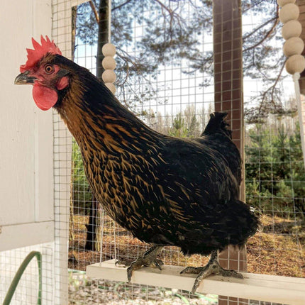 Chicken Hen Rooster Pet Swing Hanging Suspension Bridge Poultry Coop Toy Fun