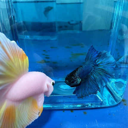 Fish Teaser Stick Interactive Training Pen Toy for Fish Tank Fun and Engagement
