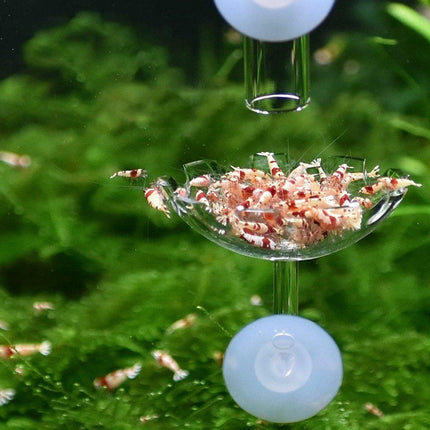 Aquarium Fish Tank Shrimp Food Feeder Clear Glass Feeding Dish Tank Accessory - Aimall