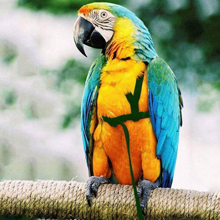 S Pet Parrot Bird Harness Lead Leash Flying Training Rope Cockatiel Outdoor - Aimall
