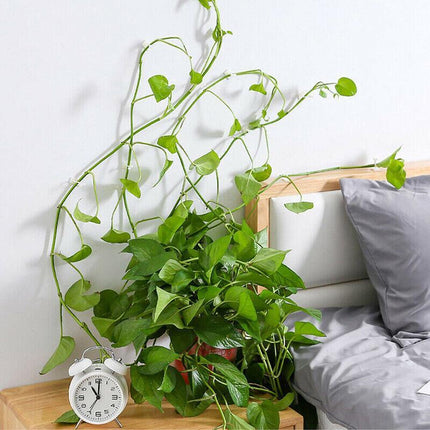 100PCS Invisible Wall Rattan Clamp Clip Plant Climbing Wall Clip Wall Vines Fixt - Aimall
