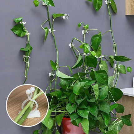 100PCS Invisible Wall Rattan Clamp Clip Plant Climbing Wall Clip Wall Vines Fixt - Aimall