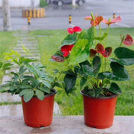 AU STOCK 20PCS SOFT PLASTIC PLANT POTS NURSERY SEEDLINGS CONTAINER 012 AU - Aimall