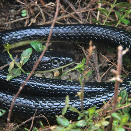 Garden Rubber Snakes Realistic Trick Toy Simulation Snake Whimsy Joke Scary Gift - Aimall
