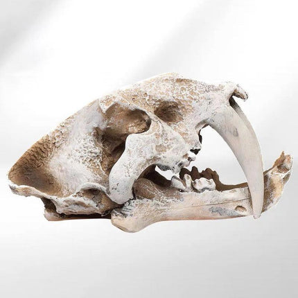 Reptile Fish Tank Saber Tooth Tiger Skull Hide Ornament Aquarium Decoration - Aimall