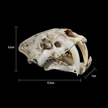 Reptile Fish Tank Saber Tooth Tiger Skull Hide Ornament Aquarium Decoration - Aimall