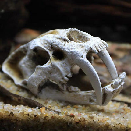 Reptile Fish Tank Saber Tooth Tiger Skull Hide Ornament Aquarium Decoration - Aimall