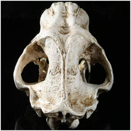 Reptile Fish Tank Saber Tooth Tiger Skull Hide Ornament Aquarium Decoration - Aimall