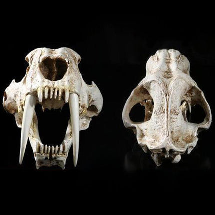 Reptile Fish Tank Saber Tooth Tiger Skull Hide Ornament Aquarium Decoration - Aimall