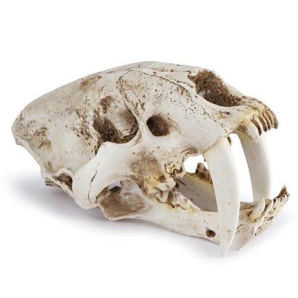 Reptile Fish Tank Saber Tooth Tiger Skull Hide Ornament Aquarium Decoration - Aimall