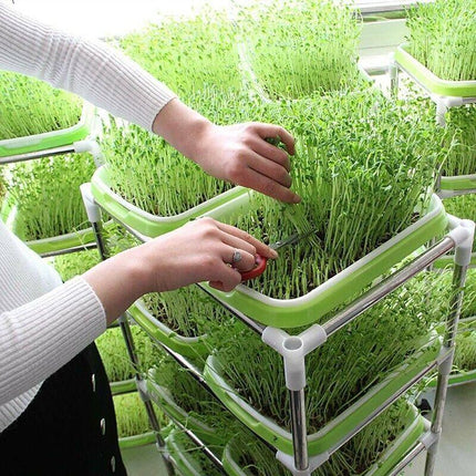 Microgreens tray, Seeding Cloning Hydroponic Germination Bean Sprout Planting AU - Aimall