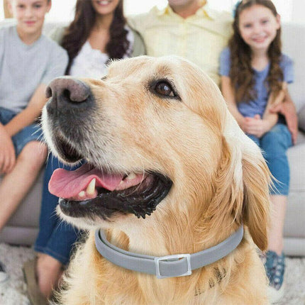 Adjustable Pet Anti Flea Tick Neck Collar for Dog Cat Kitten 8 Months Protect*AU - Aimall