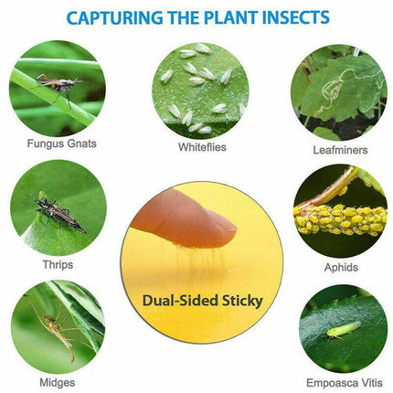 Up 60 pc Yellow Sticky paper Insect Trap Catcher Killer Fly Aphids Wasp AU - Aimall