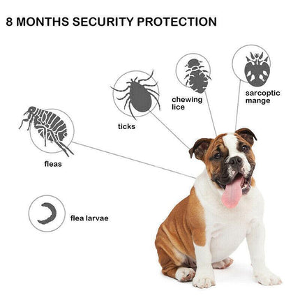 Adjustable Pet Anti Flea Tick Neck Collar for Dog Cat Kitten 8 Months Protect*AU - Aimall