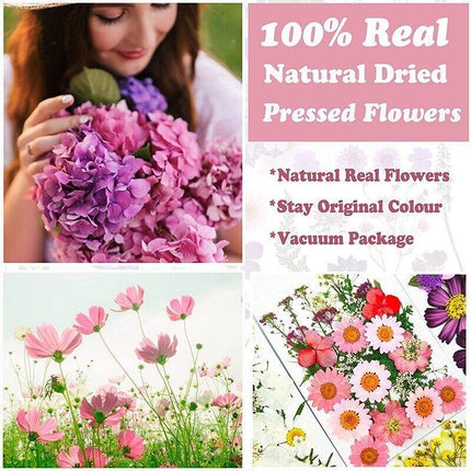 12-35PCS Real Dried Pressed Flowers Leaves For Art Craft Card Resin Candle - Aimall