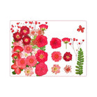 12-35PCS Real Dried Pressed Flowers Leaves For Art Craft Card Resin Candle - Aimall