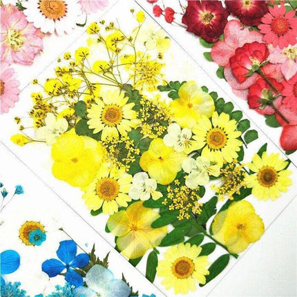 12-35PCS Real Dried Pressed Flowers Leaves For Art Craft Card Resin Candle - Aimall
